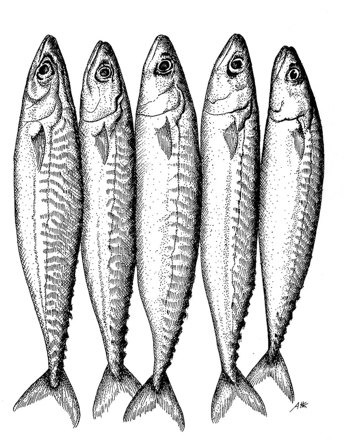 Szprotki, ryby, ilustracja kulinarna w stylu dawnych rycin
