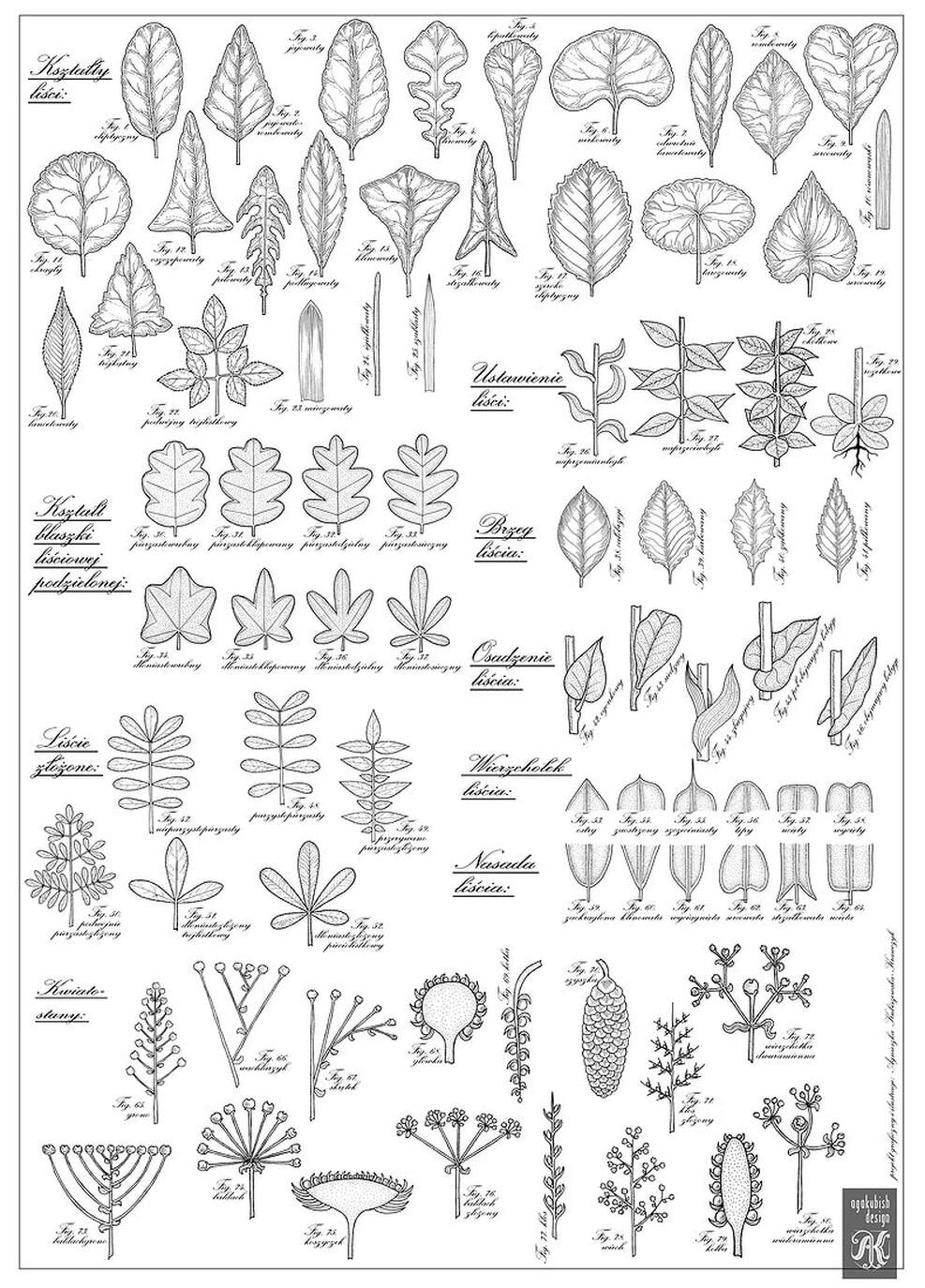 Plansza z 60 rycinami botanicznymi: liście i kwiatostany.