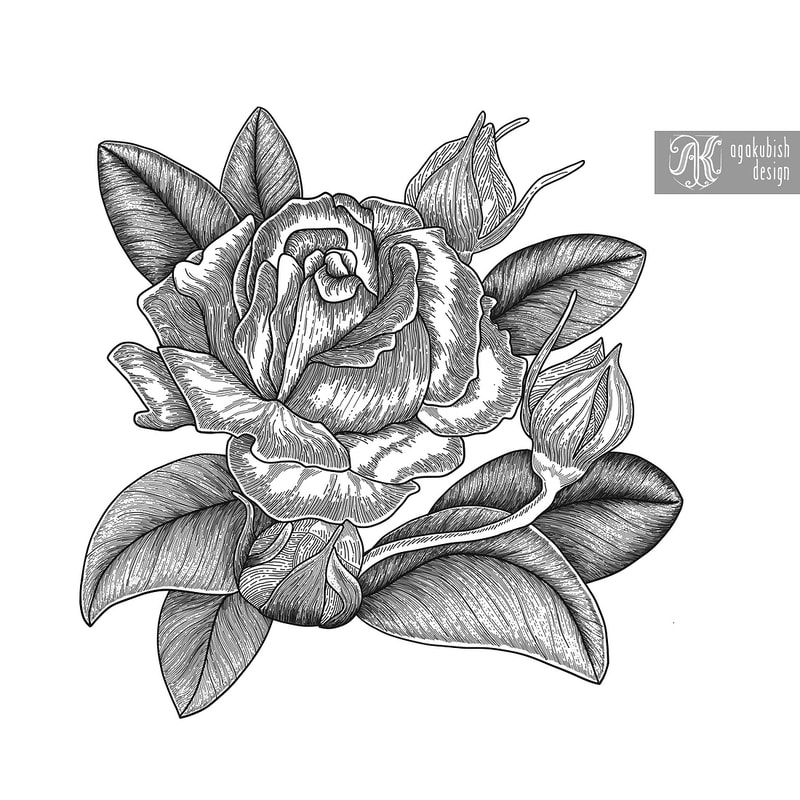 Róża rycina grafika